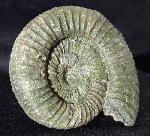 Orthosphinctes polygyratus (REINECKE 1818) - Bild © FossNet FossilienStore